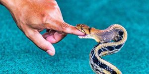Giải Mã Giấc Mơ Thấy Rắn